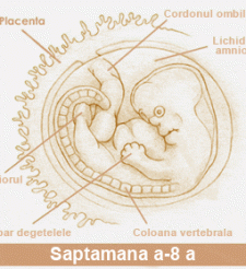 A 8-a saptamana de sarcina - A 8-a saptamana de sarcina a 8-a saptamana de sarcina